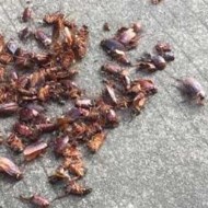 天氣變冷蟑螂都藏到哪去了呢？